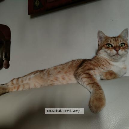 Photo 1/1 Ilri Chat lost in Neuilly le real