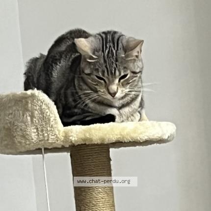 Photo 1/1 coca Chat lost in Maison alfort