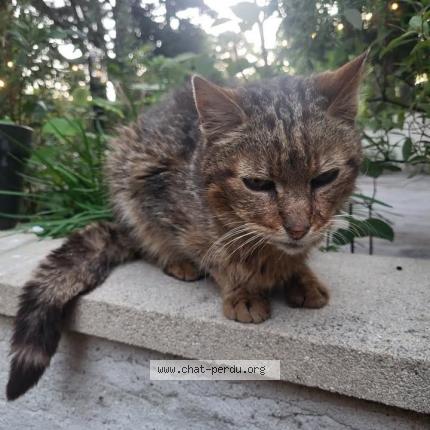 Photo 1/1 Found cat Found in Orvault