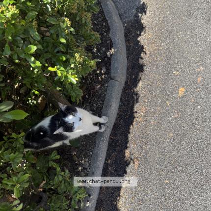 Photo 1/1 Found cat Found in Lyon