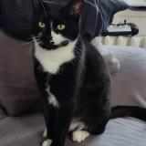 Picture of cat lost at Saint Florentin