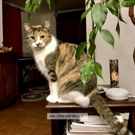 Photo 1/1 Nutz Chat lost in Rennes