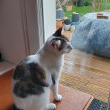 Picture of cat lost at Aytre