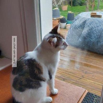 Photo 1/2 ZOÉ Chat lost in Aytre