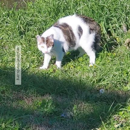 Photo 2/2 ZOÉ Chat lost in Aytre