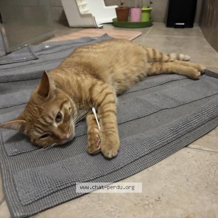 Photo 1/1 Poupounette Chat lost in Saint chamond