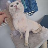 Picture of cat found at Lattes