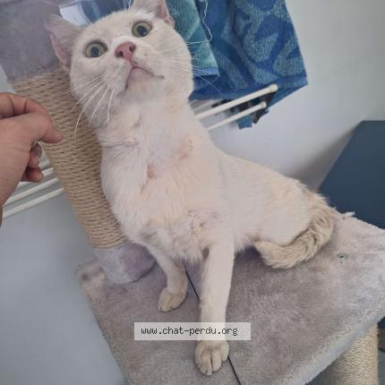 Photo 1/1 Found cat Found in Lattes