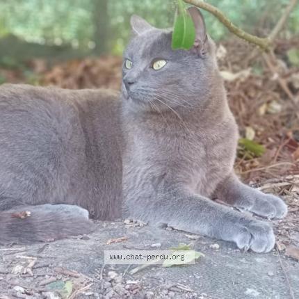 Photo 1/1 Sushi Chat lost in Thorigne fouillard