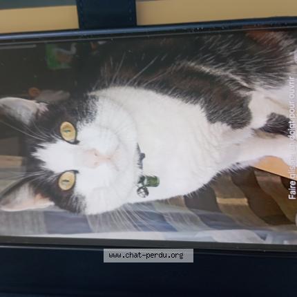 Photo 1/1 Isis Chat lost in Niort