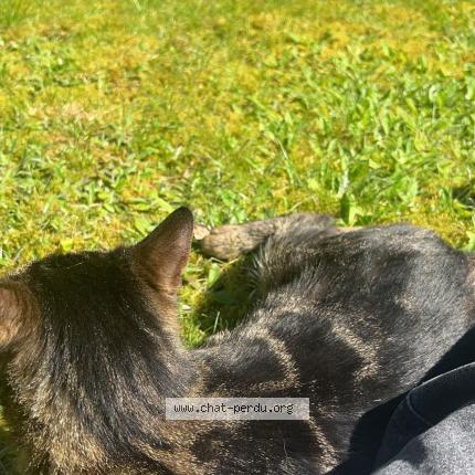 Photo 1/2 Lili Chat lost in Languidic