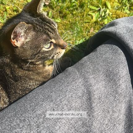 Photo 2/2 Lili Chat lost in Languidic