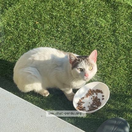 Photo 2/2 Found cat Found in Bretteville sur laize