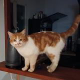 Picture of cat lost at Reignac