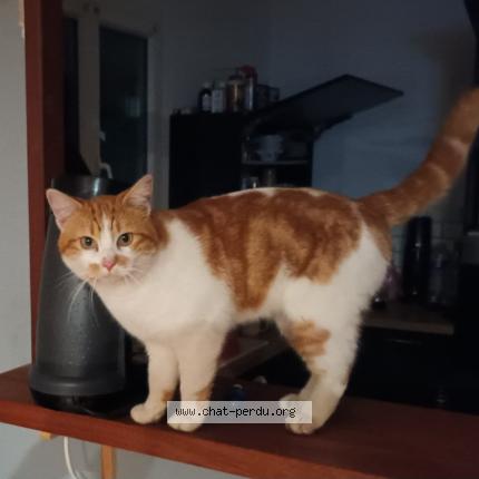 Photo 1/1 Rouky Chat lost in Reignac