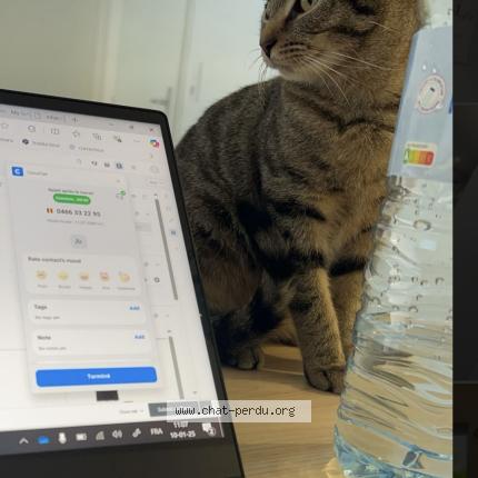 Photo 1/1 Minoush Chat lost in Halluin