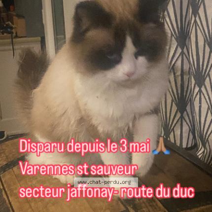 Photo 1/1 Comment okie Chat lost in Varennes st sauveur