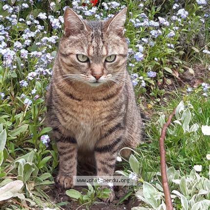 Foto 1/1 Kat teruggevonden Vermist in Bruxelles