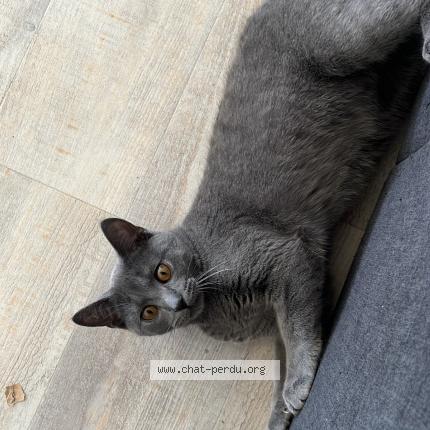 Photo 1/1 Myxa Chat lost in Baupte