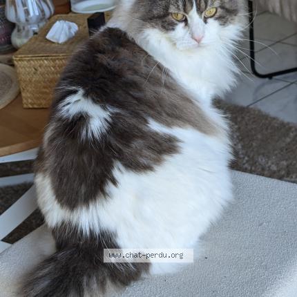 Photo 1/1 Saphir Chat lost in Le havre