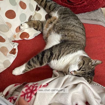 Foto van vermiste kat in Genappe