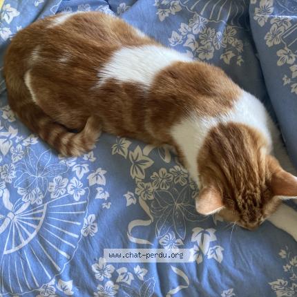 Photo 1/1 Bibo Chat lost in Rue graverol nimes