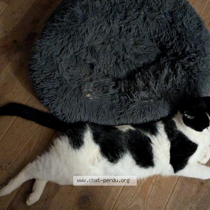 Photo 1/1 catchat Chat lost in Puy l eveque