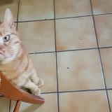 Picture of cat found at Juvisy Sur Orge