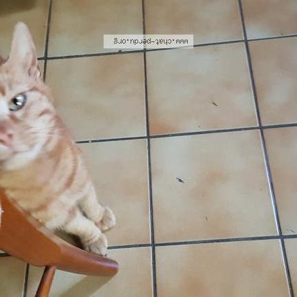 Photo 1/1 Found cat Found in Juvisy sur orge