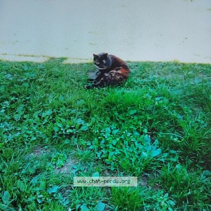 Photo 1/1 Pomponnette Chat lost in Le thour