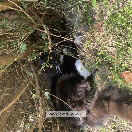 Photo 1/1 Spidey Chat lost in Le bosc du theil