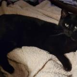 Picture of cat lost at Quimper