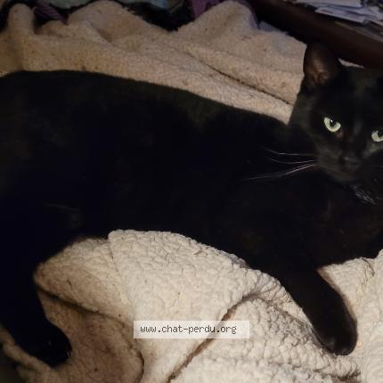 Photo 1/1 Saphir Chat lost in Quimper