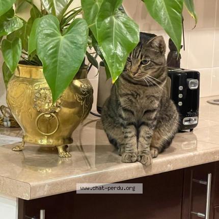 Photo 1/1 Mistigris Chat lost in Enghien les bains