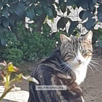 Photo 1/1 mimi Chat lost in Oraison