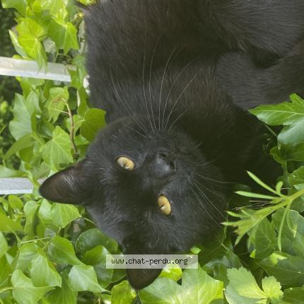 Foto van vermiste kat in Plainevaux