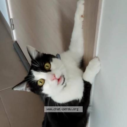 Foto 1/1 Kat teruggevonden Vermist in Saint Georges Sur Meuse