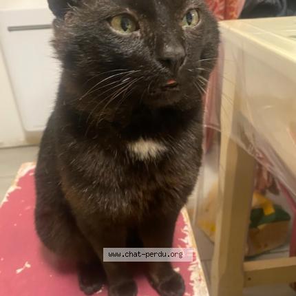 Photo 1/1 Ruby Chat lost in Pont saint esprit