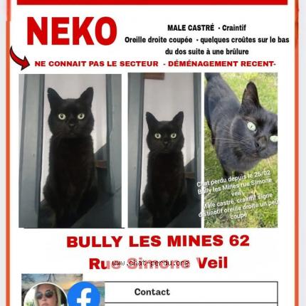 Photo 1/1 Neko Chat lost in Bully les mines
