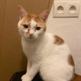 Picture of cat lost at Nantes