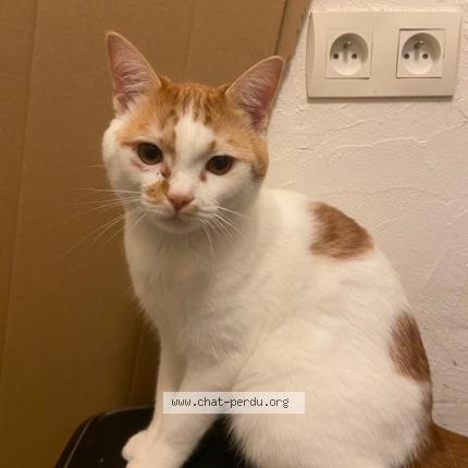 Photo 1/1 Pom'pote Chat lost in Nantes