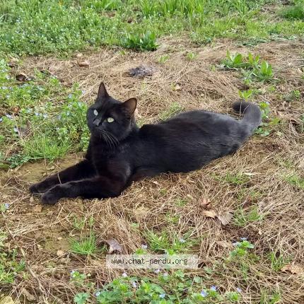 Photo 1/1 Blackie Chat lost in Niort