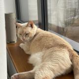 Picture of cat lost at Croix