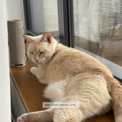 Photo 1/1 Francis Chat lost in Croix