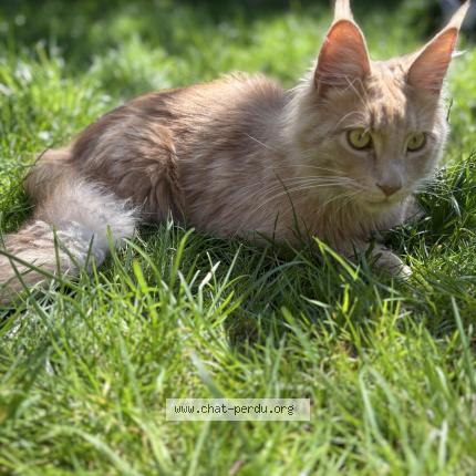 Foto 1/1 Kat teruggevonden Vermist in Anderlecht