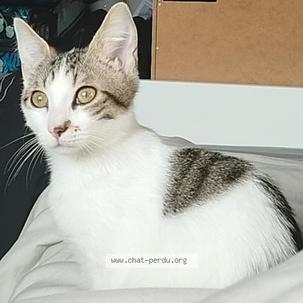 Photo 1/1 Perle Chat lost in Sens