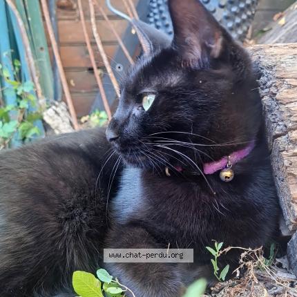 Photo 1/1 Sambie Chat lost in Tallard