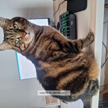 Photo 1/1 Sacha Chat lost in Amiens