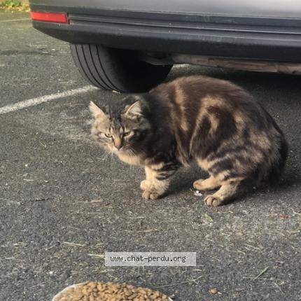 Photo 1/1 Found cat Found in Soustons