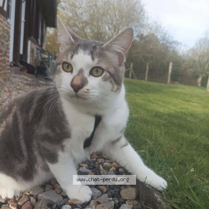 Photo 1/1 Timal Chat lost in St victor d epine